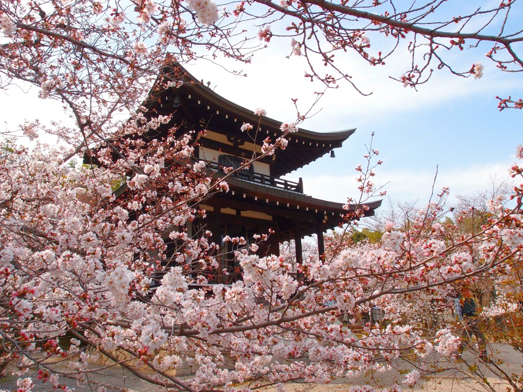 勧修寺 桜