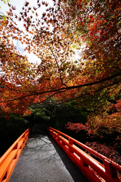 紅葉トンネル