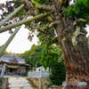 玉若酢命神社と八百杉