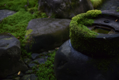 苔と石