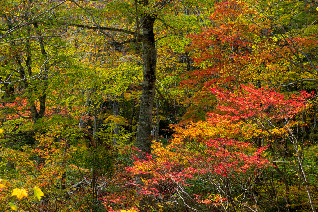 トレッキング５