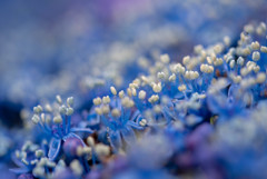 夏の花２