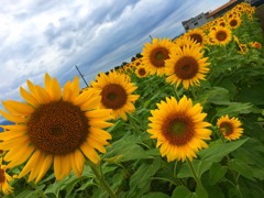 IMG_0867
