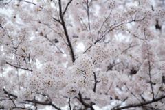 963C5EF1-6F9A-45B9-B74F-59378B22B196