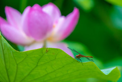 夏の花３