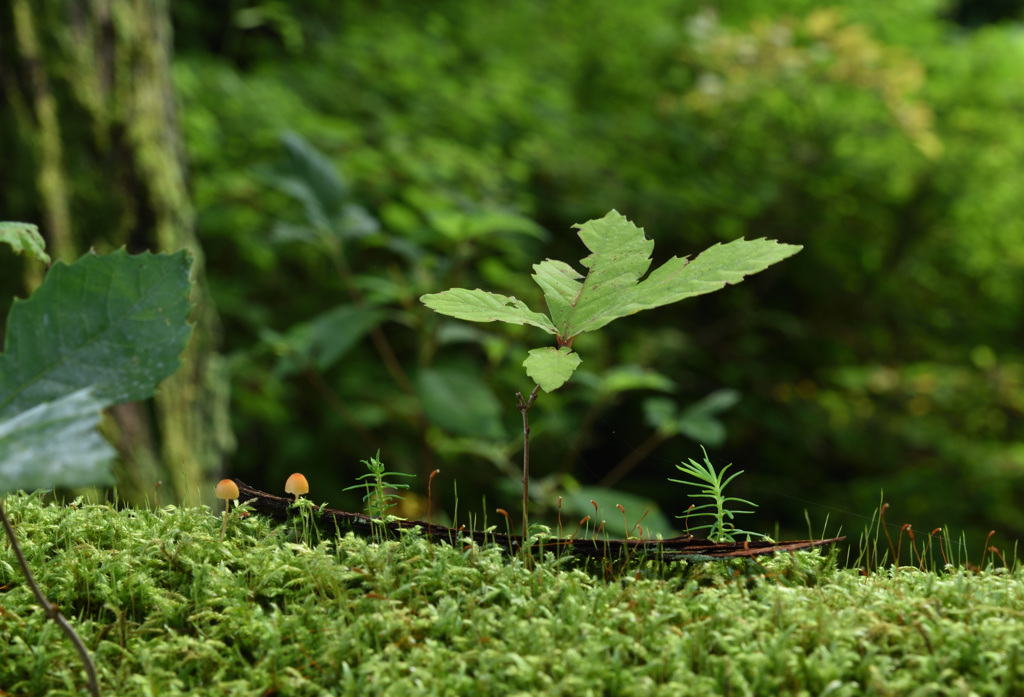 小さな森
