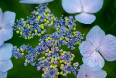 夏の花６