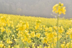 IMG_0732