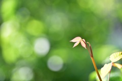 新芽
