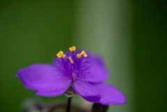夏の花1