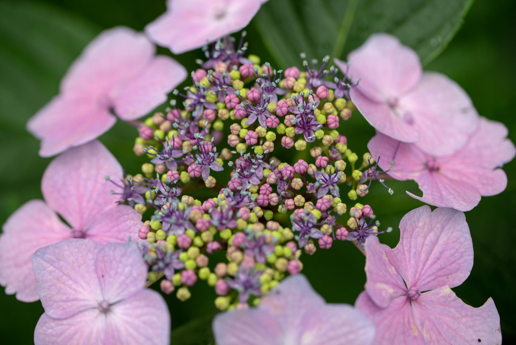夏の花５