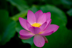夏の花４