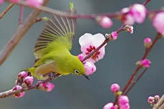 枝垂れ桃の花とメジロ