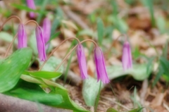 カタクリの花　