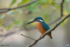 カワセミ