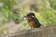 カワセミ