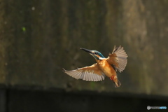 カワセミ