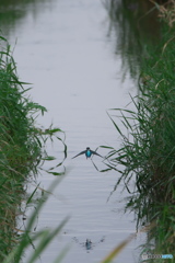 低空飛行・・・カワセミ