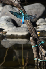 飛躍