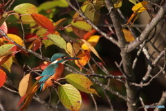 紅葉とカワセミ