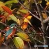 紅葉とカワセミ