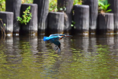 カワセミ