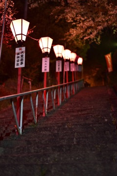 夜桜撃沈の為…1