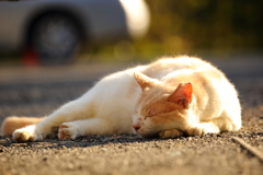 日暮れのねむにゃん