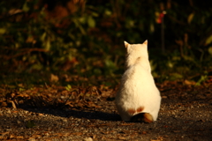 何を考えているのやら