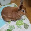 男前ですか？うーちゃん