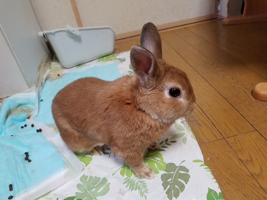7歳になるオスのネザー、ウースケくんです！