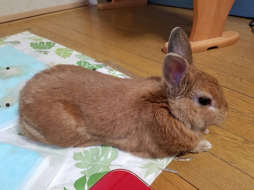 くつろぐうーちゃん