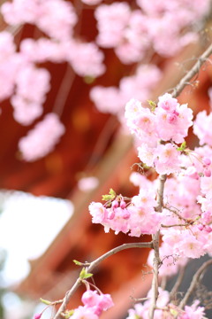 仁和寺 桜