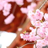 仁和寺 桜