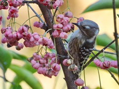 マユミ大好き１
