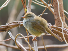 さえずり