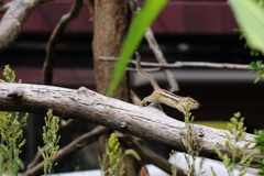IMG_7263'