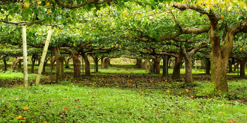緑の床と緑の天井