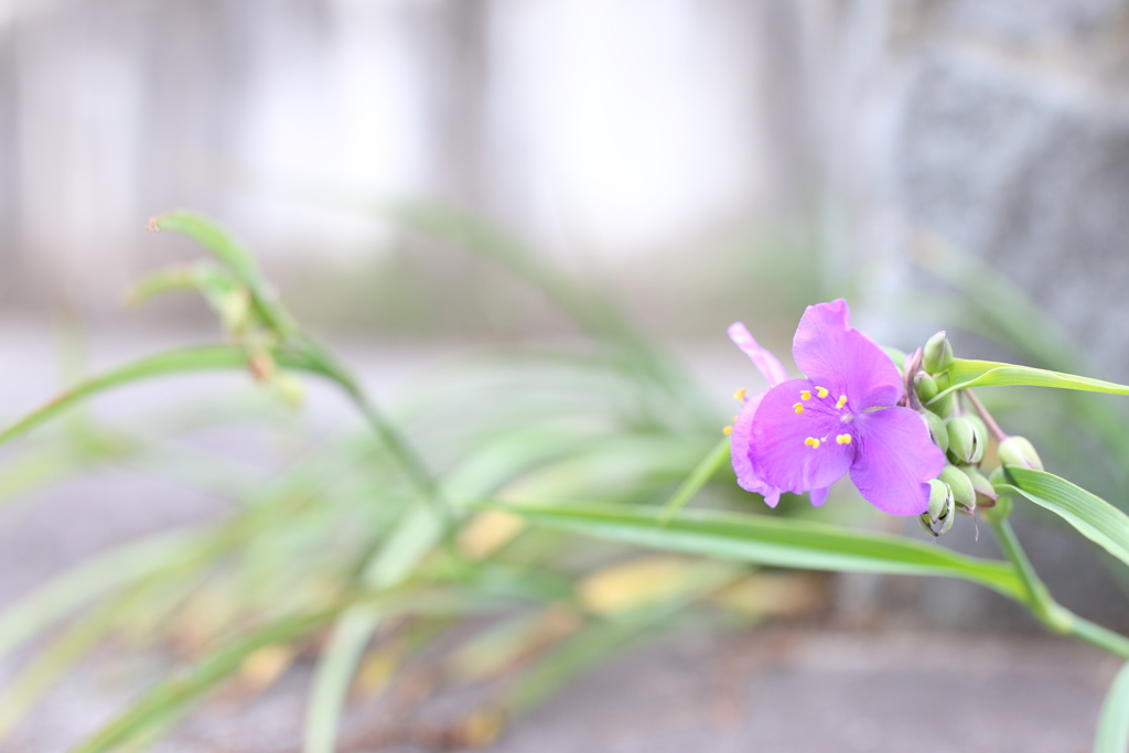 足元の小さな花