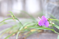 足元の小さな花