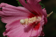 花粉