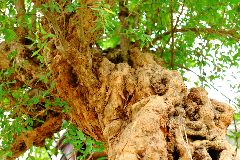 ねじれ、うねり、のびる