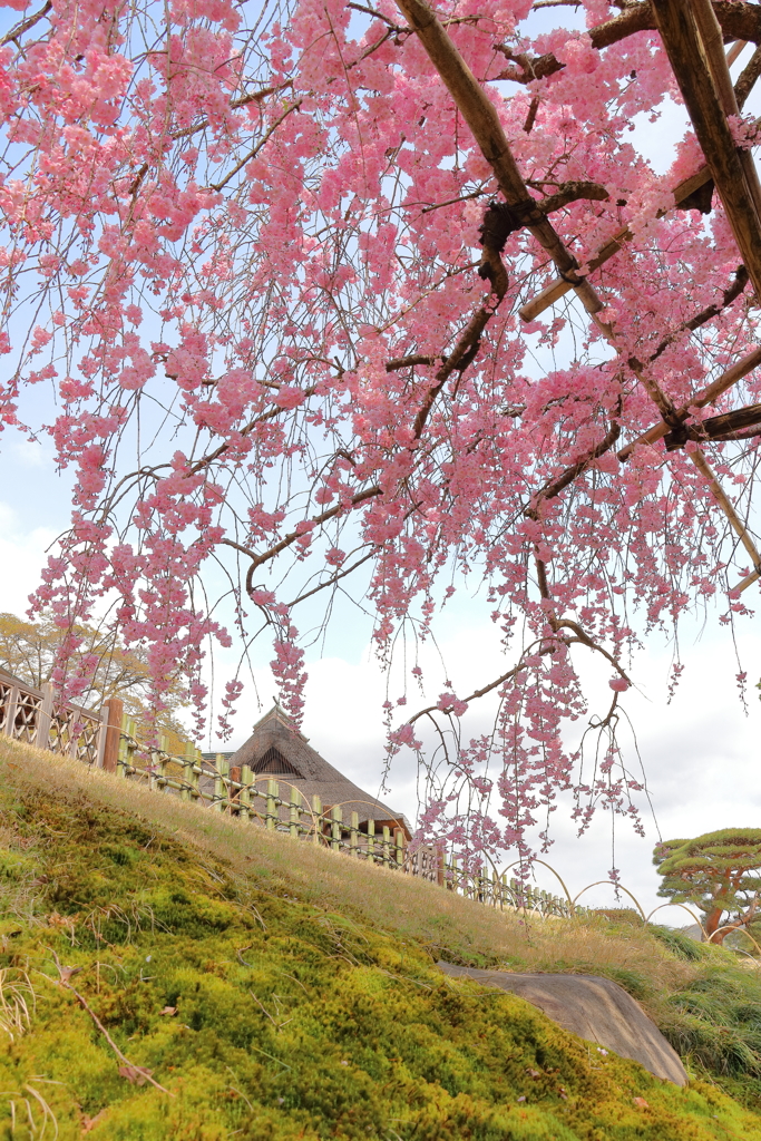 枝垂桜