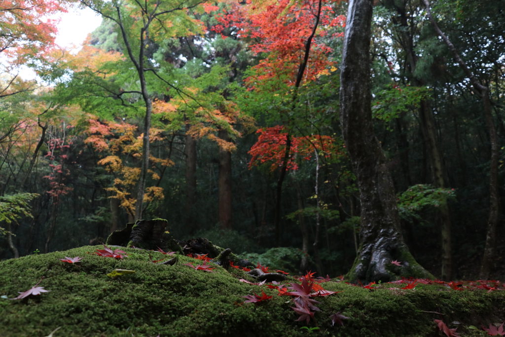 曹源寺のもみじ谷