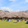 幸せ花見