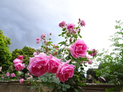 曇りと薔薇