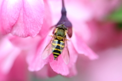 花海棠