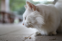 白いノラ猫