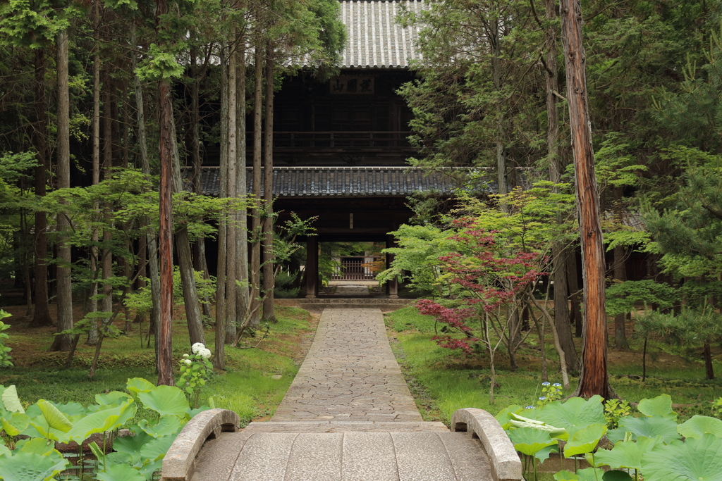 曹源寺蓮池より