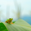 カエル3